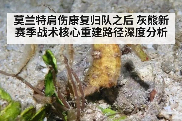 莫兰特肩伤康复归队之后 灰熊新赛季战术核心重建路径深度分析
